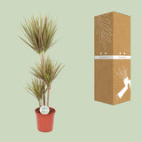 Dracaena Bicolor