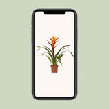 Guzmania Variada