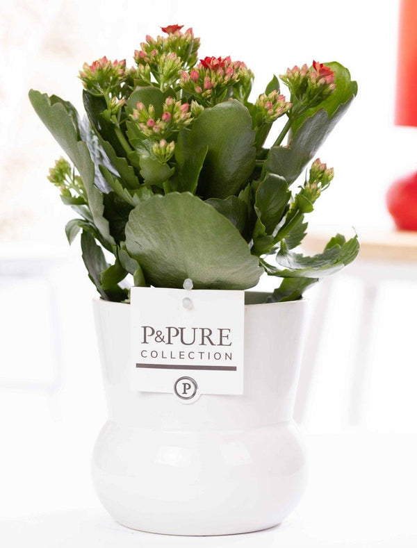 Kalanchoe Red In P&PURE Plant Vase Maxima White