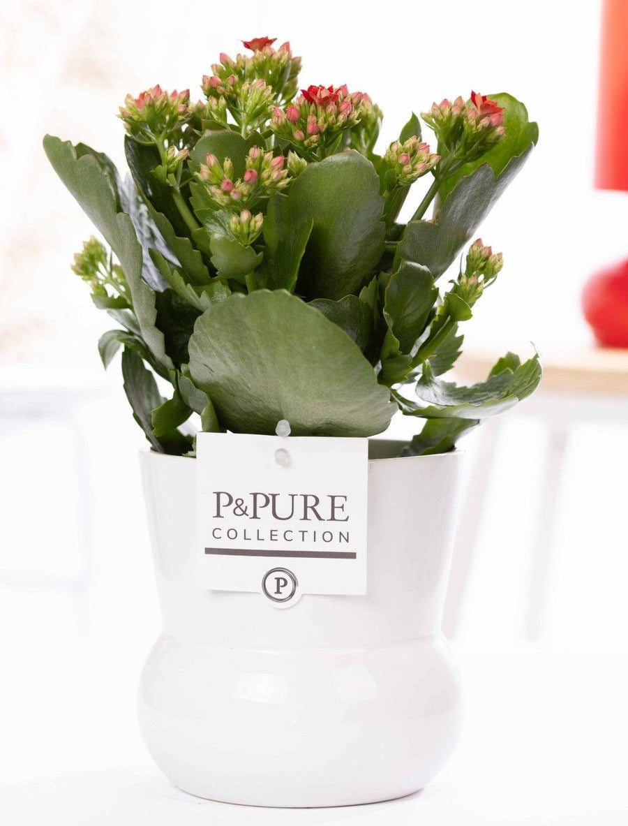 Kalanchoe Red In P&PURE Plant Vase Maxima White