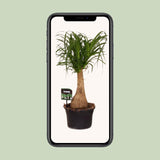 Beaucarnea Nolina