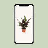 Calathea Insignis