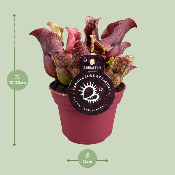 Sarracenia