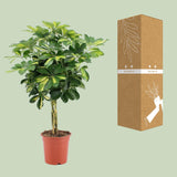 Schefflera Arboricola Gold Capella