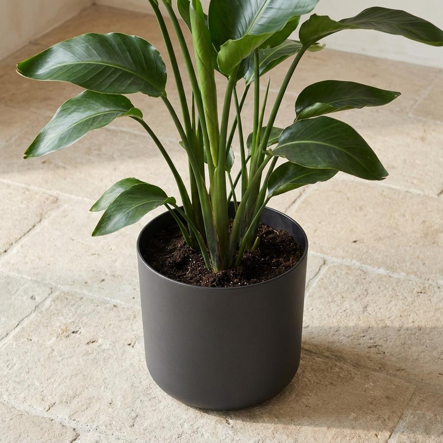 Elho B.for soft Antraciet - 22cm