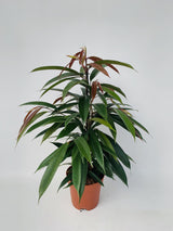 Ficus Binnendijkii 'Amstel King'