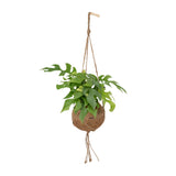 Kokodama Monstera Minima - Hole plant