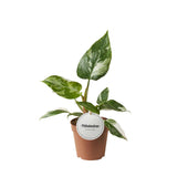 Philodendron White Princess
