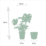Strelitzia Nicolai + Monstera Deliciosa + Mand Selin