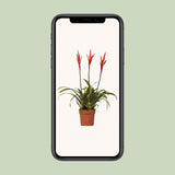 Vriesea Elan Toef