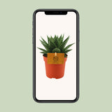 Gasteria Hybride Aurora
