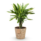 Dracaena fragrans