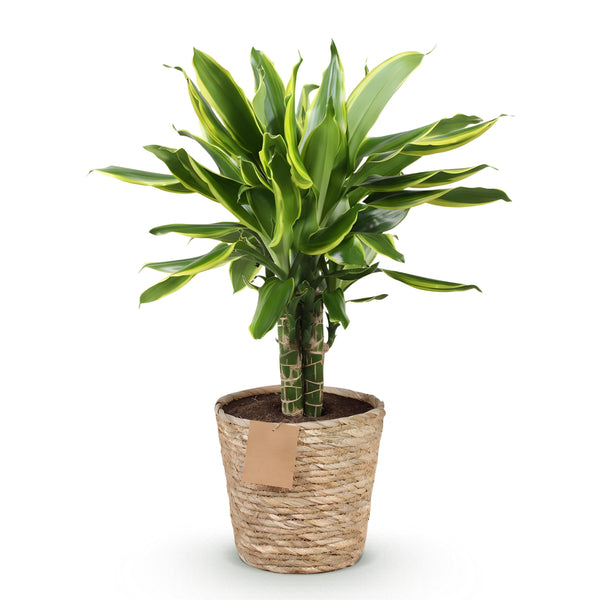 Dracaena fragrans