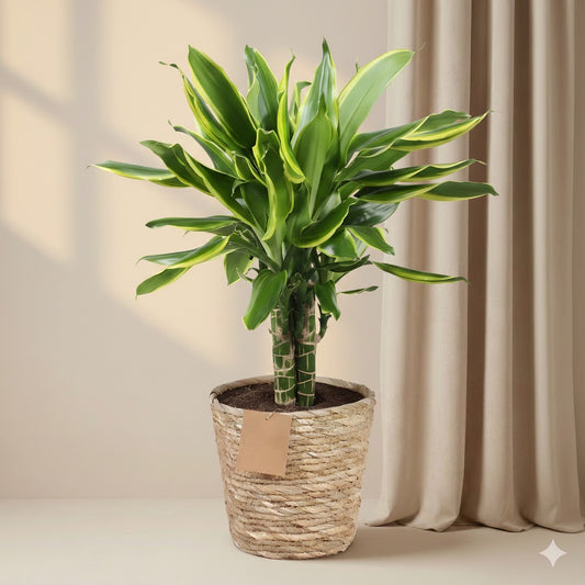 Dracaena fragrans