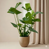 Monstera - 70cm