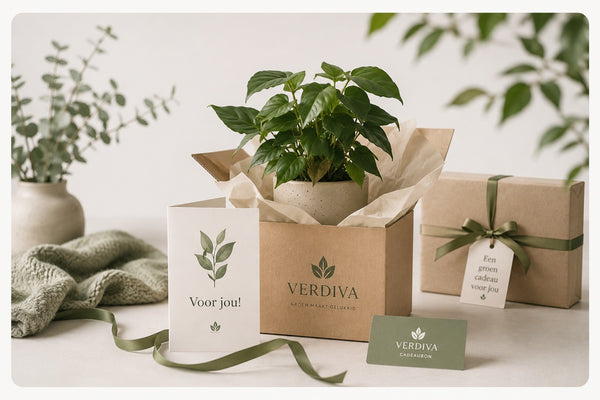 Verdiva-doos met een plant, een kaartje Voor jou en een cadeaubon
