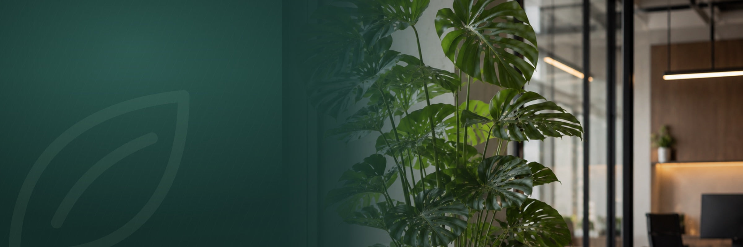 Grote Monstera in een zwarte pot bij het raam van een licht kantoor