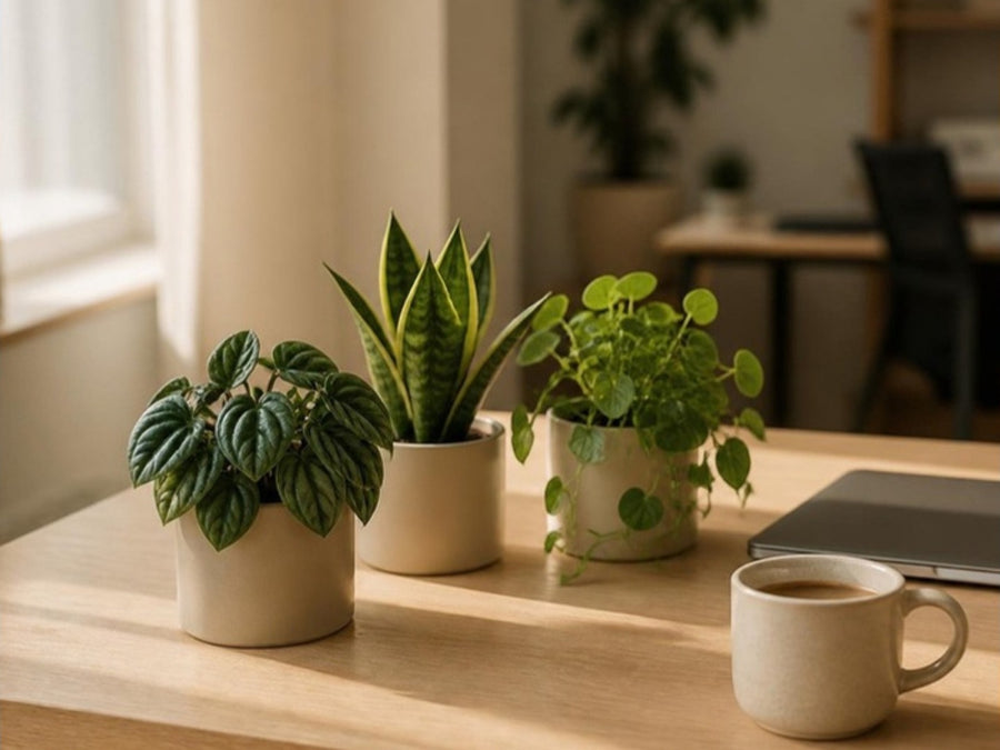 Drie kleine kamerplanten in cr&egrave;mekleurige potten op een eikenhouten bureau naast een laptop en een mok